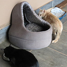Resident Cat feeding programme