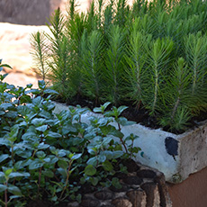 Herb Garden