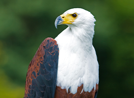 African Fish Eagle